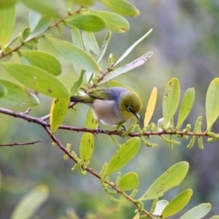 Zosterops lateralis at Cuttagee, NSW - 16 Jul 2018