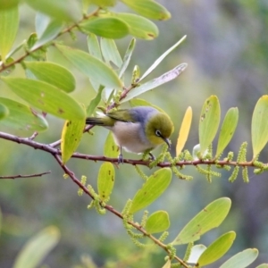 Zosterops lateralis at Cuttagee, NSW - 16 Jul 2018