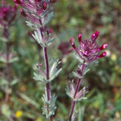 Lamium amplexicaule (Henbit, Dead Nettle) at Bungonia State Conservation Area - 19 Oct 1998 by BettyDonWood