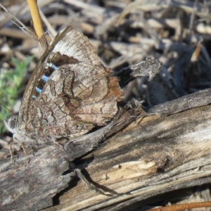 Ogyris olane at Jerrabomberra, ACT - 9 Dec 2018