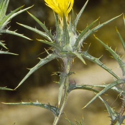 Carthamus lanatus (Saffron Thistle) at Bungonia, NSW - 2 Jan 1997 by BettyDonWood