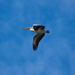 Pelecanus conspicillatus at Cuttagee, NSW - 16 Jul 2018