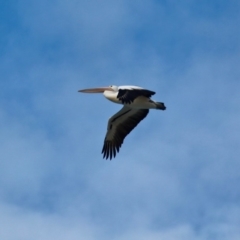 Pelecanus conspicillatus at Cuttagee, NSW - 16 Jul 2018