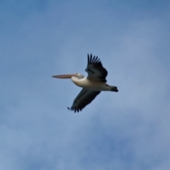 Pelecanus conspicillatus at Cuttagee, NSW - 16 Jul 2018