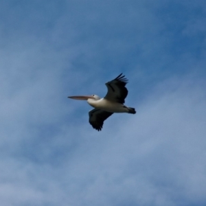 Pelecanus conspicillatus at Cuttagee, NSW - 16 Jul 2018