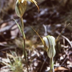 Diplodium ampliatum at Bungonia State Conservation Area - suppressed