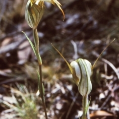 Diplodium ampliatum (Large Autumn Greenhood) at Bungonia State Conservation Area - 4 Mar 1999 by BettyDonWood