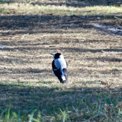 Gymnorhina tibicen (Australian Magpie) at Cuttagee, NSW - 16 Jul 2018 by RossMannell