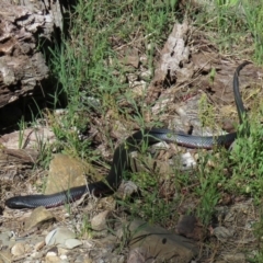 Pseudechis porphyriacus (Red-bellied Black Snake) at Cotter Reserve - 2 Dec 2018 by SandraH