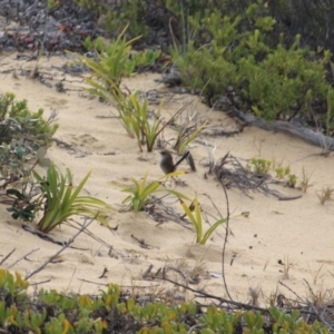 Malurus cyaneus at Cuttagee, NSW - 16 Jul 2018