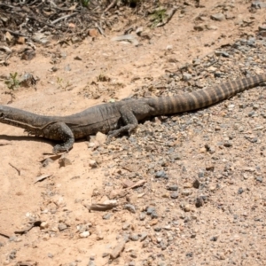 Varanus rosenbergi at Cotter River, ACT - 17 Dec 2018