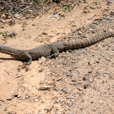 Varanus rosenbergi (Heath or Rosenberg's Monitor) at Namadgi National Park - 17 Dec 2018 by Jek