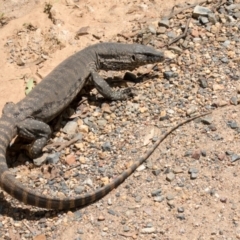 Varanus rosenbergi at Cotter River, ACT - suppressed