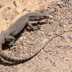 Varanus rosenbergi at Cotter River, ACT - suppressed