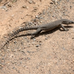 Varanus rosenbergi at Cotter River, ACT - suppressed