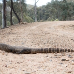 Varanus rosenbergi (Heath or Rosenberg's Monitor) at Namadgi National Park - 17 Dec 2018 by Jek