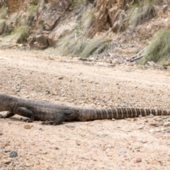 Varanus rosenbergi at Cotter River, ACT - 17 Dec 2018