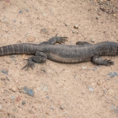 Varanus rosenbergi at Cotter River, ACT - 17 Dec 2018