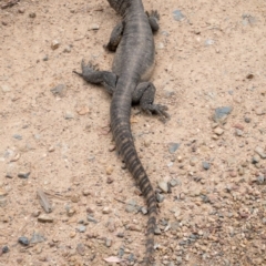 Varanus rosenbergi at Cotter River, ACT - 17 Dec 2018