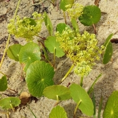 Hydrocotyle bonariensis (Pennywort) at Bawley Point, NSW - 22 Dec 2018 by GLemann