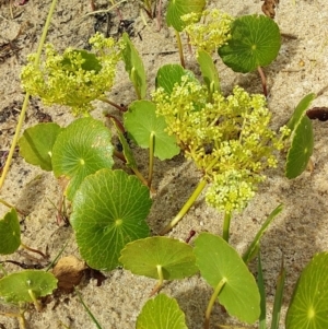 Hydrocotyle bonariensis at Bawley Point, NSW - 22 Dec 2018 05:20 PM
