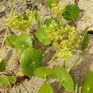 Hydrocotyle bonariensis at Bawley Point, NSW - 22 Dec 2018