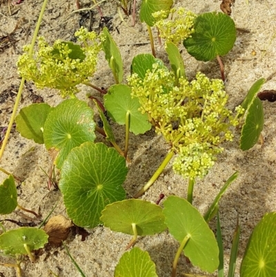 Hydrocotyle bonariensis (Pennywort) at Bawley Point, NSW - 22 Dec 2018 by GLemann