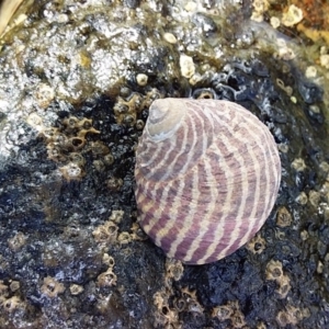 Austrocochlea porcata at Bawley Point, NSW - 22 Dec 2018