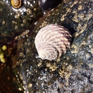 Austrocochlea porcata at Bawley Point, NSW - 22 Dec 2018 05:08 PM