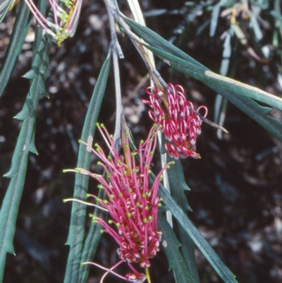 Grevillea aspleniifolia at Bungonia State Conservation Area - 19 Oct 1998 by BettyDonWood