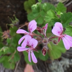 Pelargonium australe (Austral Stork's-bill) at Stromlo, ACT - 22 Dec 2018 by RWPurdie