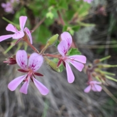 Pelargonium australe at Stromlo, ACT - 22 Dec 2018 12:00 AM