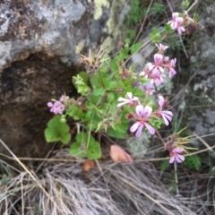 Pelargonium australe at Stromlo, ACT - 22 Dec 2018