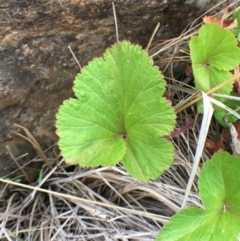 Pelargonium australe at Stromlo, ACT - 22 Dec 2018