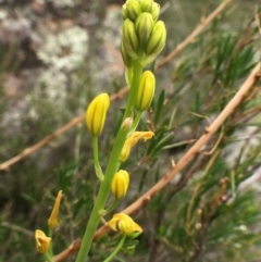 Bulbine glauca (Rock Lily) at Stromlo, ACT - 21 Dec 2018 by RWPurdie