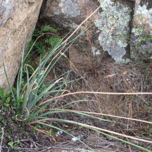 Bulbine glauca at Stromlo, ACT - 22 Dec 2018 12:00 AM