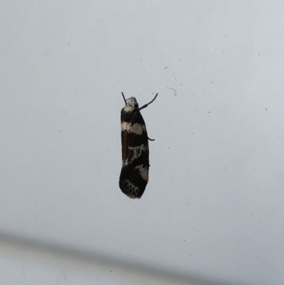 Isomoralla eriscota (A concealer moth) at Watson, ACT - 22 Dec 2018 by AaronClausen