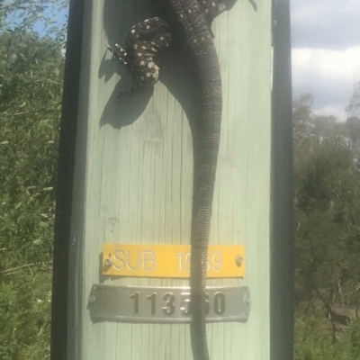 Varanus varius (Lace Monitor) at Gundaroo, NSW - 18 Dec 2018 by leegundaroo