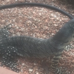 Varanus varius at Gundaroo, NSW - 18 Dec 2018