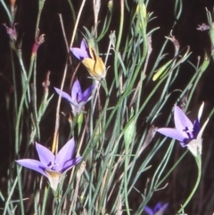 Wahlenbergia luteola (Yellowish Bluebell) at Nerriga, NSW - 5 Feb 1998 by BettyDonWood