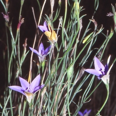 Wahlenbergia luteola (Yellowish Bluebell) at Nerriga, NSW - 5 Feb 1998 by BettyDonWood