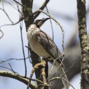 Philemon corniculatus at Bruce, ACT - 22 Dec 2018 12:25 PM