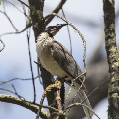 Philemon corniculatus (Noisy Friarbird) at Bruce Ridge to Gossan Hill - 22 Dec 2018 by AlisonMilton