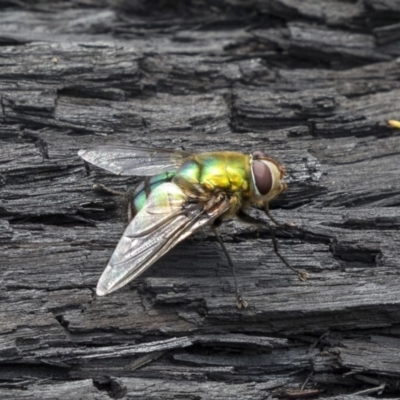 Rutilia (Chrysorutilia) sp. (genus & subgenus) (A Bristle Fly) at Gossan Hill - 22 Dec 2018 by Alison Milton