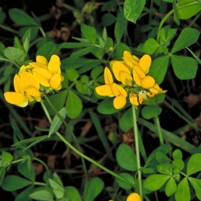 Lotus uliginosus (Birds-foot Trefoil) at QPRC LGA - 4 Feb 1998 by BettyDonWood