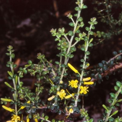 Persoonia microphylla at Nerriga, NSW - 21 Feb 1998 by BettyDonWood