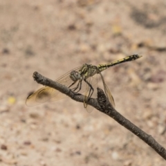 Orthetrum caledonicum (Blue Skimmer) at Bruce Ridge to Gossan Hill - 22 Dec 2018 by AlisonMilton