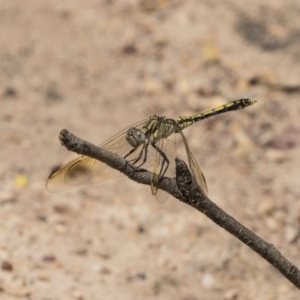 Orthetrum caledonicum at Bruce, ACT - 22 Dec 2018 01:05 PM