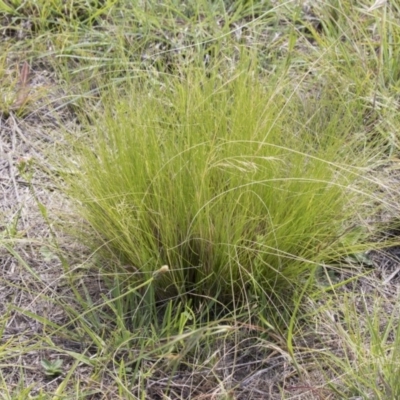 Nassella trichotoma (Serrated Tussock) at University of Canberra - 22 Dec 2018 by AlisonMilton