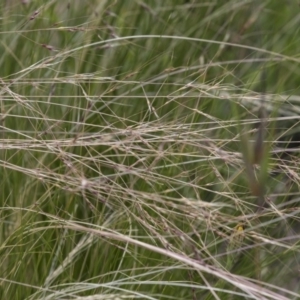 Nassella trichotoma at Bruce, ACT - 22 Dec 2018